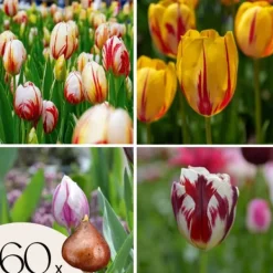 Discount Tulpanlökar - Set om 60 - Tulipa 'Flaming Beauty Mix' - Blomlökar - Flerfärgad Fröer & Lökar
