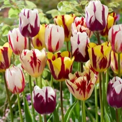 Discount Tulpanlökar - Set om 60 - Tulipa 'Flaming Beauty Mix' - Blomlökar - Flerfärgad Fröer & Lökar