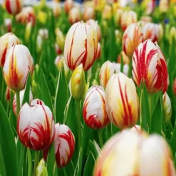 Discount Tulpanlökar - Set om 60 - Tulipa 'Flaming Beauty Mix' - Blomlökar - Flerfärgad Fröer & Lökar
