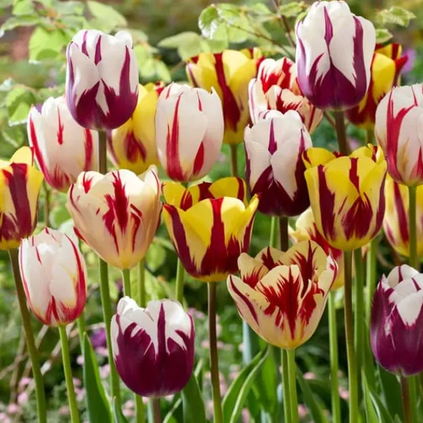 Hot Tulpanlökar - Set om 30 - Tulipa 'Flaming Beauty Mix' - Blomlökar - Flerfärgad Fröer & Lökar
