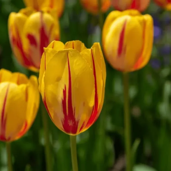 Hot Tulpanlökar - Set om 30 - Tulipa 'Flaming Beauty Mix' - Blomlökar - Flerfärgad Fröer & Lökar