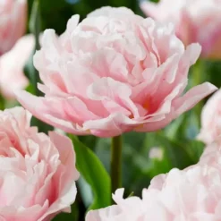 Tulpanlökar - Set om 15 - Tulipa 'Dreamer' - Blomlökar - Rosa Fröer & Lökar