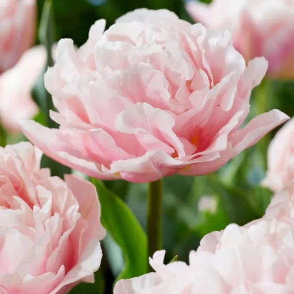 Tulpanlökar - Set om 15 - Tulipa 'Dreamer' - Blomlökar - Rosa Fröer & Lökar