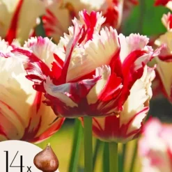 Online Tulpanlökar - Set om 14 - Tulipa 'Estella Rijnveld' - Blomlökar - Röd Fröer & Lökar