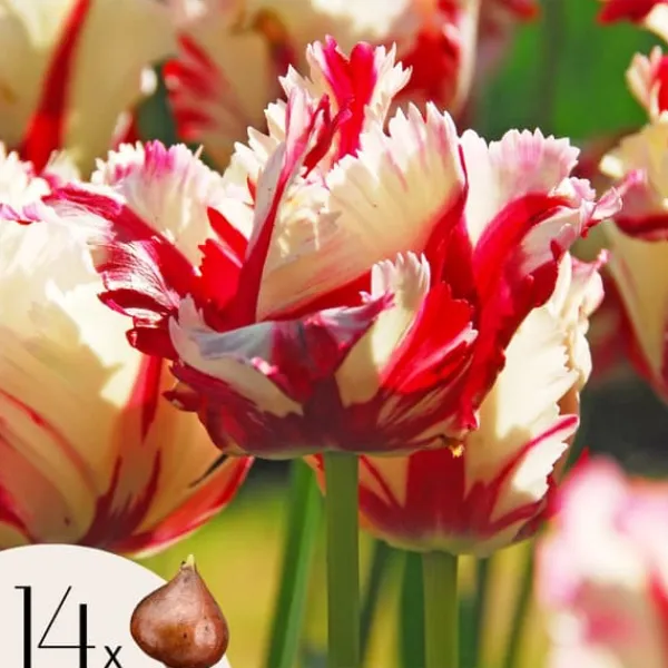 Online Tulpanlökar - Set om 14 - Tulipa 'Estella Rijnveld' - Blomlökar - Röd Fröer & Lökar