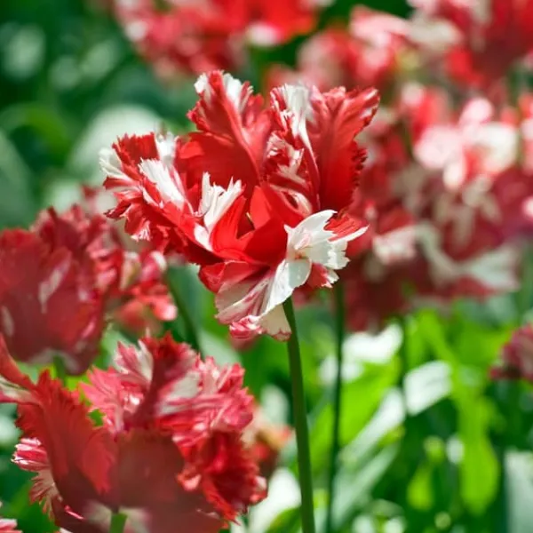 Online Tulpanlökar - Set om 14 - Tulipa 'Estella Rijnveld' - Blomlökar - Röd Fröer & Lökar