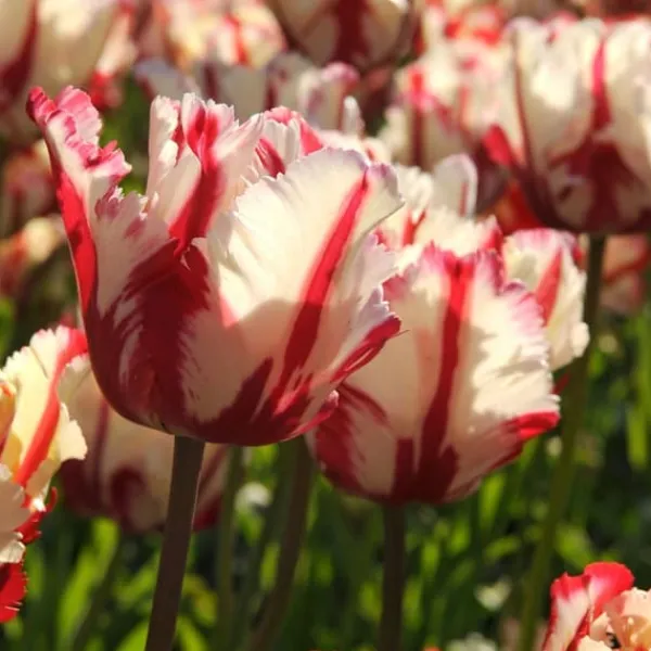 Online Tulpanlökar - Set om 14 - Tulipa 'Estella Rijnveld' - Blomlökar - Röd Fröer & Lökar