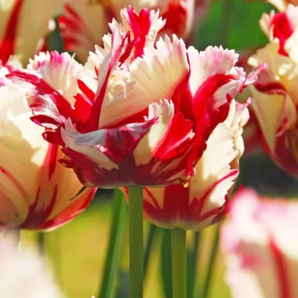Online Tulpanlökar - Set om 14 - Tulipa 'Estella Rijnveld' - Blomlökar - Röd Fröer & Lökar