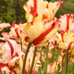 Online Tulpanlökar - Set om 14 - Tulipa 'Estella Rijnveld' - Blomlökar - Röd Fröer & Lökar