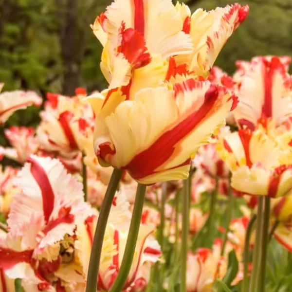 Online Tulpanlökar - Set om 14 - Tulipa 'Estella Rijnveld' - Blomlökar - Röd Fröer & Lökar