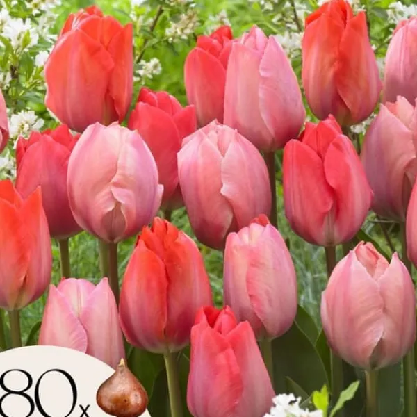 Clearance Tulpanlökar - Set om 80 - Tulipa 'Salmon', 'Van Eijk' - Blomlökar - Röd Fröer & Lökar