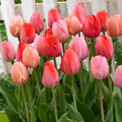 Clearance Tulpanlökar - Set om 80 - Tulipa 'Salmon', 'Van Eijk' - Blomlökar - Röd Fröer & Lökar