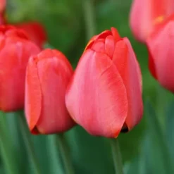 Clearance Tulpanlökar - Set om 80 - Tulipa 'Salmon', 'Van Eijk' - Blomlökar - Röd Fröer & Lökar