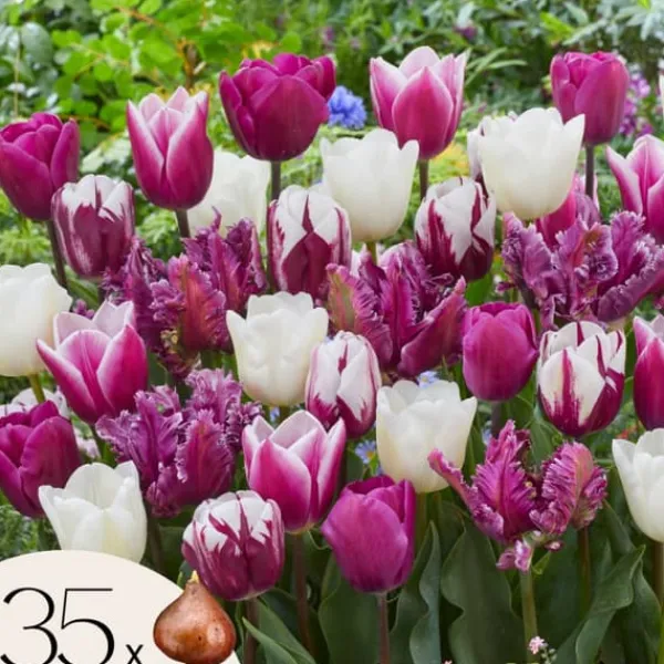 New Tulpanlökar - Set om 35 - Tulipa 'Pastel' - Blomlökar - Flerfärgad Fröer & Lökar