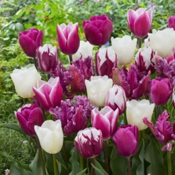 New Tulpanlökar - Set om 35 - Tulipa 'Pastel' - Blomlökar - Flerfärgad Fröer & Lökar