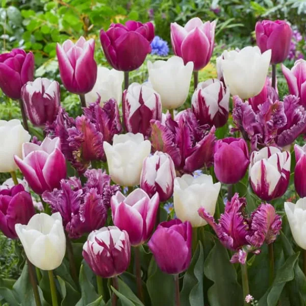 New Tulpanlökar - Set om 35 - Tulipa 'Pastel' - Blomlökar - Flerfärgad Fröer & Lökar