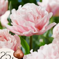 Tulpanlökar - Set om 25 - Tulipa 'Dreamer' - Blomlökar - Rosa