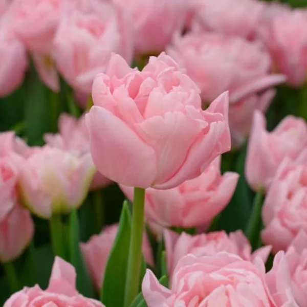 Tulpanlökar - Set om 25 - Tulipa 'Dreamer' - Blomlökar - Rosa
