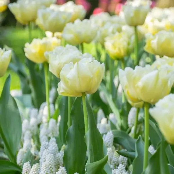 Tulpanlökar - Set om 14 - Tulipa 'Avant Garde' - Blomlökar - Geel