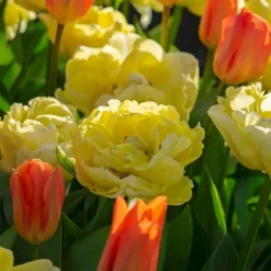 Tulpanlökar - Set om 14 - Tulipa 'Avant Garde' - Blomlökar - Geel