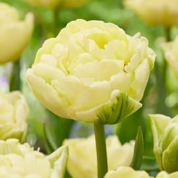 Tulpanlökar - Set om 14 - Tulipa 'Avant Garde' - Blomlökar - Geel