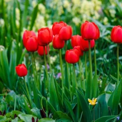Tulpanlökar - Set om 14 - Tulipa 'Red Impression' - Blomlökar - Röd