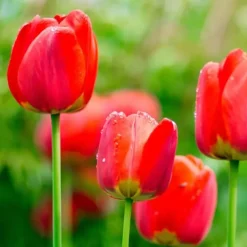 Tulpanlökar - Set om 14 - Tulipa 'Red Impression' - Blomlökar - Röd