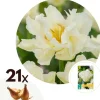Tulpanlökar - Set om 21 - Tulipa 'Northcap' - Blomlökar - Geel