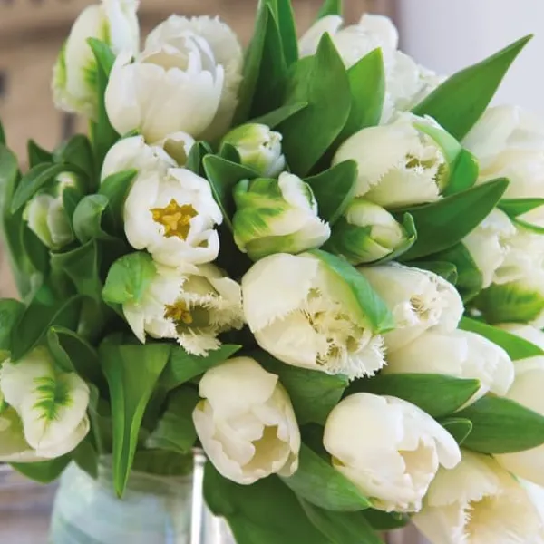 Tulpanlökar - Set om 21 - Tulipa 'Northcap' - Blomlökar - Geel
