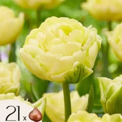 Tulpanlökar - Set om 21 - Tulipa 'Avant Garde' - Blomlökar - Geel