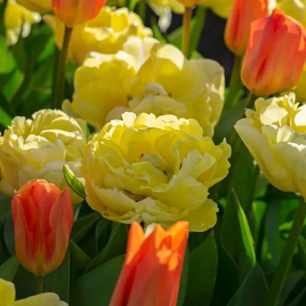 Tulpanlökar - Set om 21 - Tulipa 'Avant Garde' - Blomlökar - Geel
