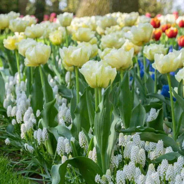 Tulpanlökar - Set om 21 - Tulipa 'Avant Garde' - Blomlökar - Geel