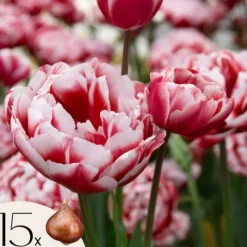 New Tulpanlökar - Sæt om 15 - Tulipa 'Drumline' - Blomlökar Fröer & Lökar