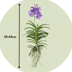 Online Vanda orkidé - Vanda 'Magic Royal Blue' - Höjd 55-65cm Krukväxter Inomhus