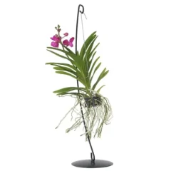Vanda orkidé - Vanda 'Pink' - Höjd 45-55cm