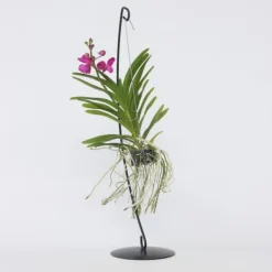 Vanda orkidé - Vanda 'Pink' - Höjd 45-55cm