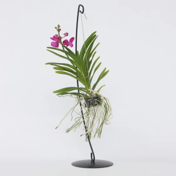 Vanda orkidé - Vanda 'Pink' - Höjd 45-55cm