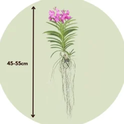Vanda orkidé - Vanda 'Pink' - Höjd 45-55cm