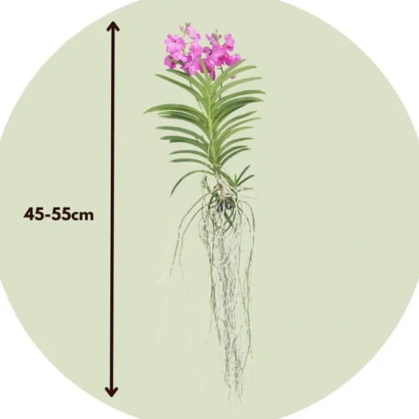 Vanda orkidé - Vanda 'Pink' - Höjd 45-55cm