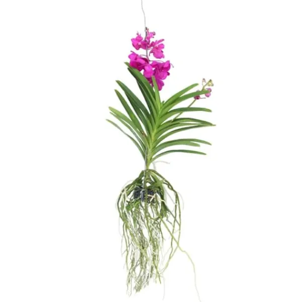 Vanda orkidé - Vanda 'Tayanee Cerise' - Höjd 55-65cm