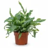 Varensplant Phlebodium - Ormbunke i 12 cm Kruka, Höjd ca 32 cm