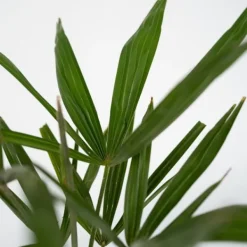 Väderkvarnspalm - Set om 2 - Trachycarpus Fortunei - Höjd 65-75cm - ⌀21cm