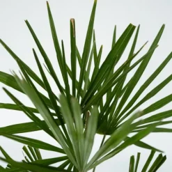 Väderkvarnspalm - Set om 2 - Trachycarpus Fortunei - Höjd 65-75cm - ⌀21cm