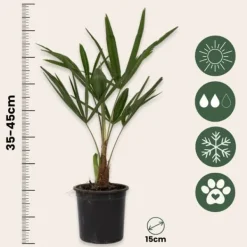 Väderkvarnspalm - Set om 2 - Trachycarpus Fortunei - Höjd 35-45cm - ⌀15cm