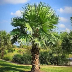 Väderkvarnspalm - Set om 2 - Trachycarpus Fortunei - Höjd 35-45cm - ⌀15cm