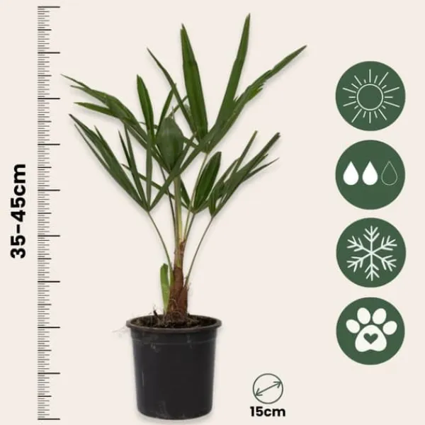 Väderkvarnspalm - Trachycarpus Fortunei - Höjd 35-45cm - ⌀15cm