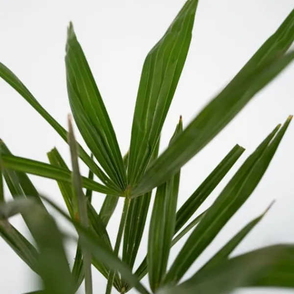 Väderkvarnspalm - Trachycarpus Fortunei - Höjd 35-45cm - ⌀15cm