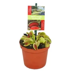 Online Venus flugfälla - Dionaea muscipula - kruka på 9cm Krukväxter Inomhus