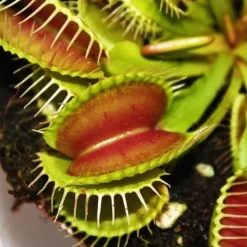 Online Venus flugfälla - Dionaea muscipula - kruka på 9cm Krukväxter Inomhus