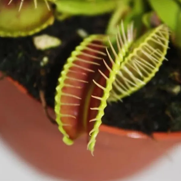Online Venus flugfälla - Dionaea muscipula - kruka på 9cm Krukväxter Inomhus
